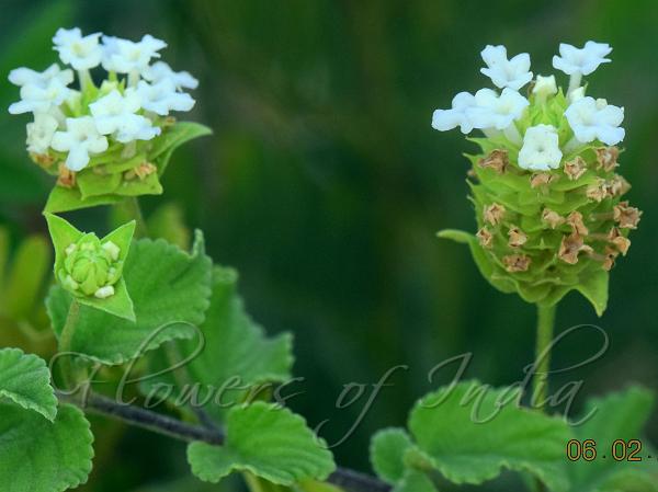 Indian White Lantana